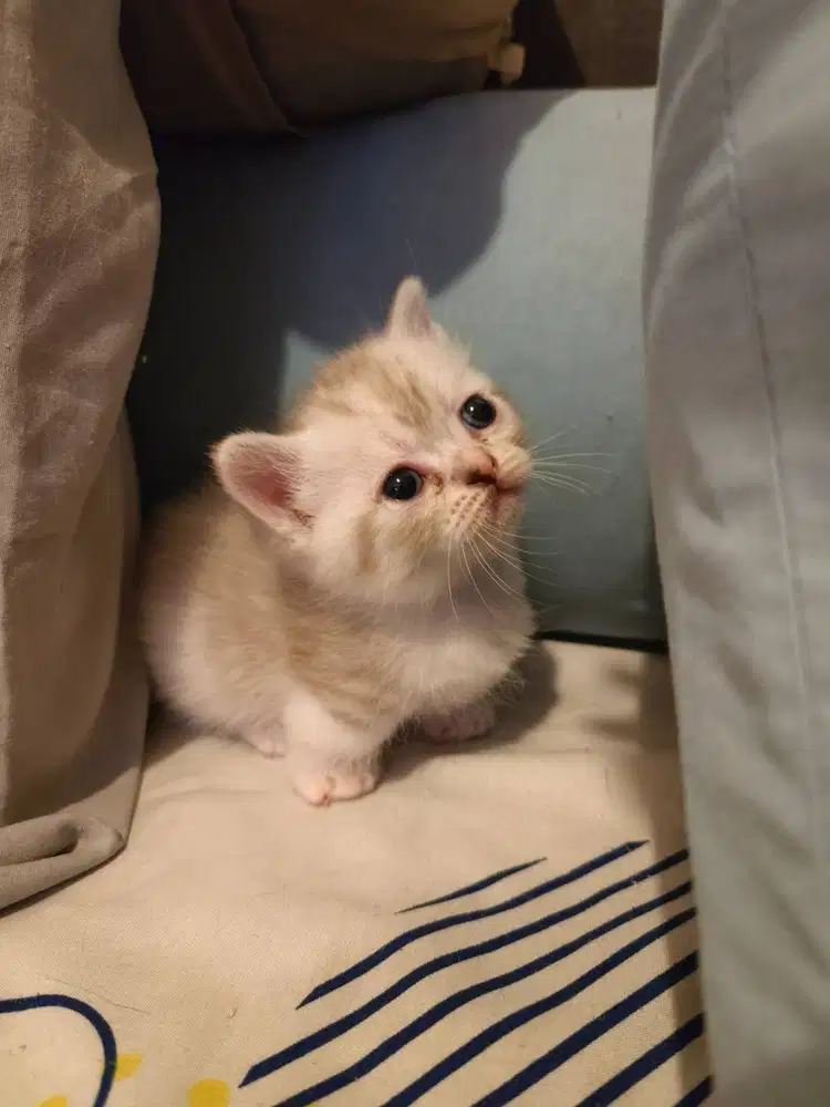 Munchkin super mungil
