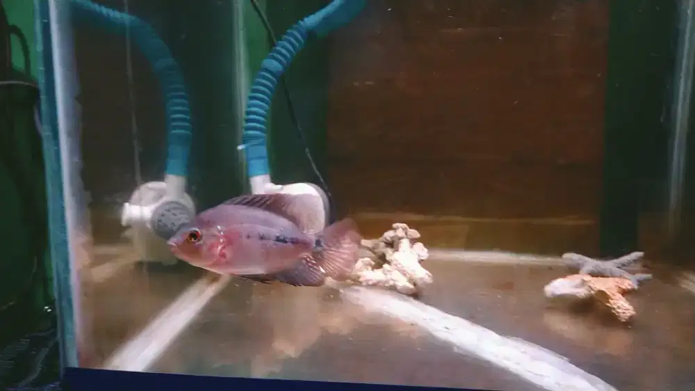 Ikan red monkey bahan