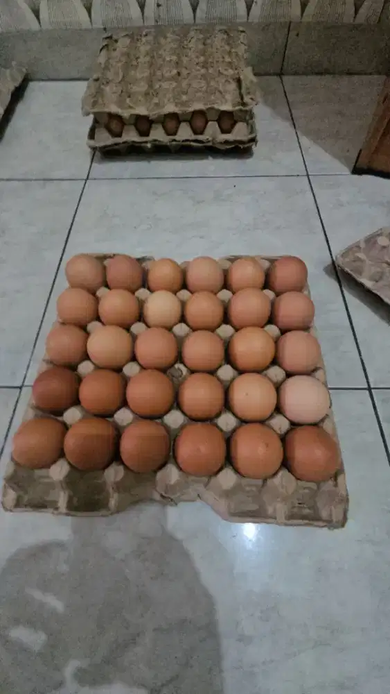 Telur ayam murah 1 papapan ukuran jumbo