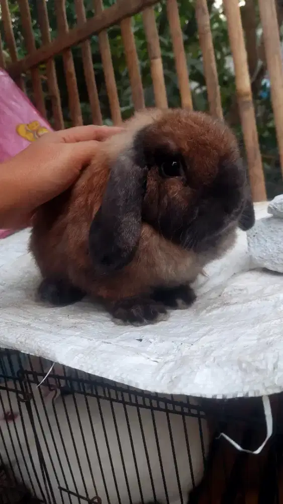 Indukan kelinci holland lop
