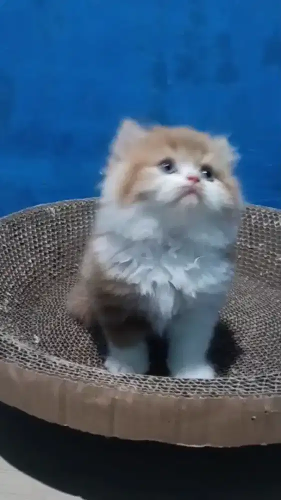 Ready kitten Persia