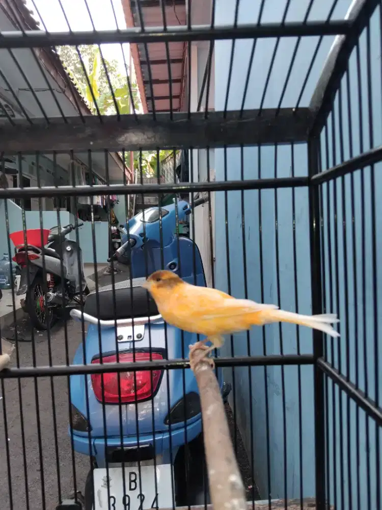 Burung Kenari afs