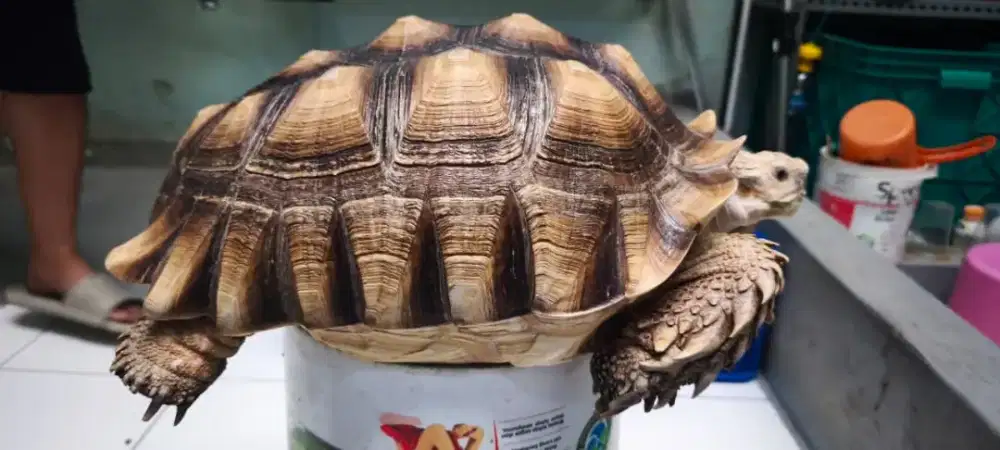 Sulcata jantan 47cm + betina 38cm