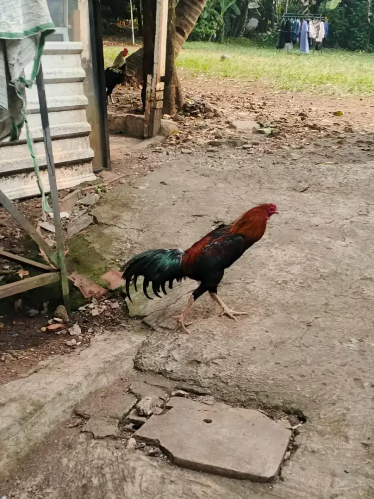 ayam arab x bangkok