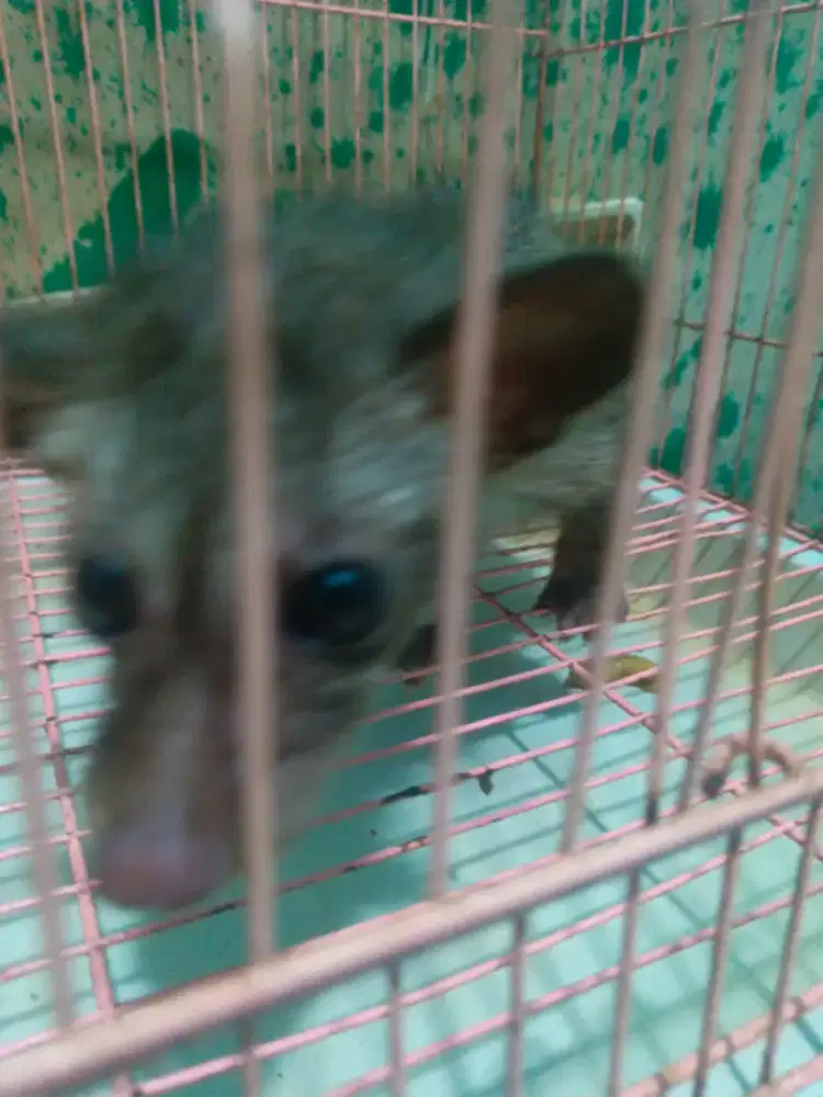 Musang baja umur 2 bulan