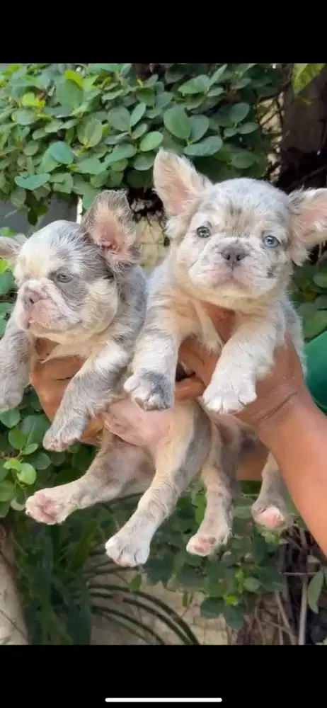 Puppy French Fluffy
