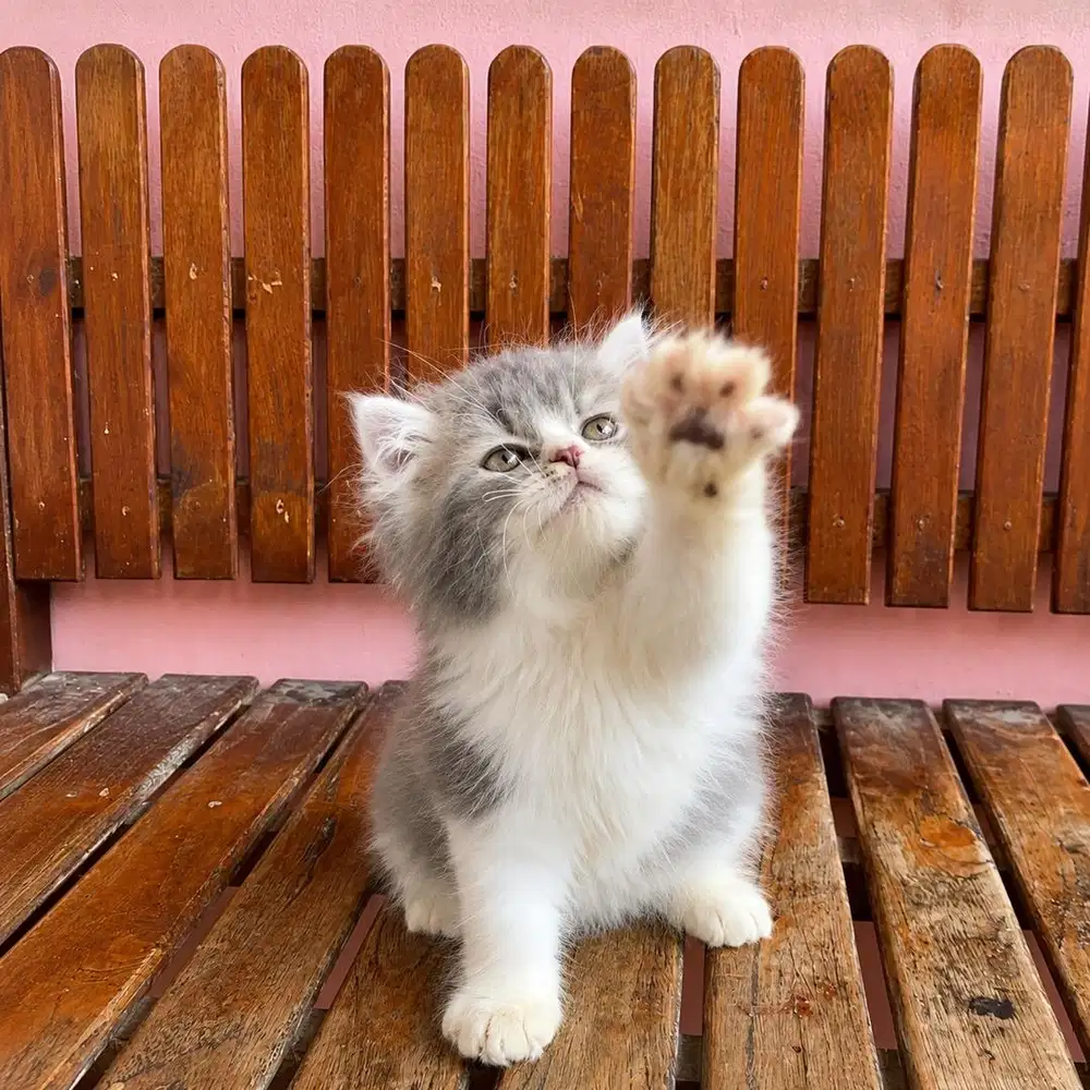 KITTEN PERSIAN PEAKNOSE LONGHAIR BULU KAPAS