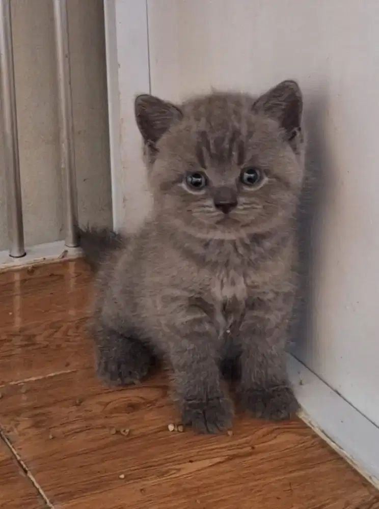 kandang Kucing BSH