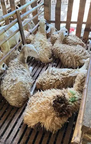 domba potong betinaan 25-30 kilo siap akikahan hajatan sedelakah nazar