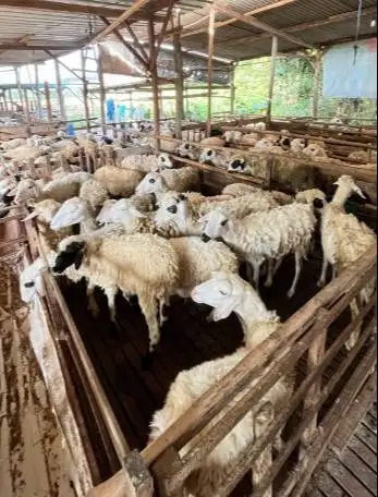 domba potong betinaan 25-30kloan siap nazar akikahan sedekahan sukuran
