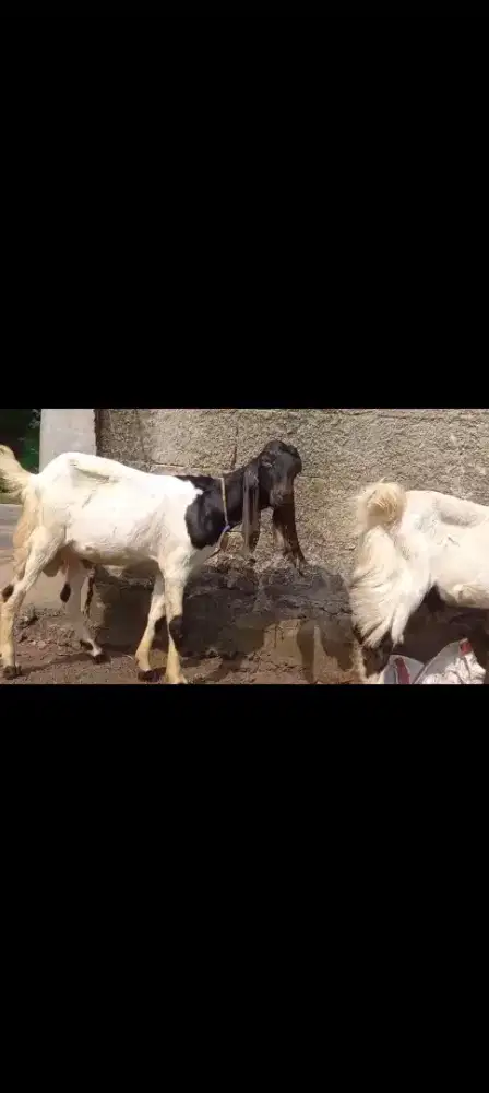 Jual Kambing Bandot Silangan Jawa Randu dan PE