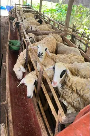 domba potong betinaan 25-30kiloan siap akikahan nazar sedekahan hajat