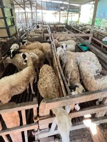 domba potong betinaan 25-30kiloan siap nazar akikah hajatan sedekahan