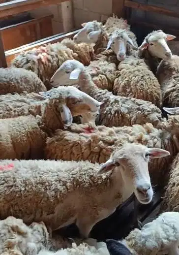 domba potong betinaan 25-30kiloan siap nazar akikah hajatan sedekahan