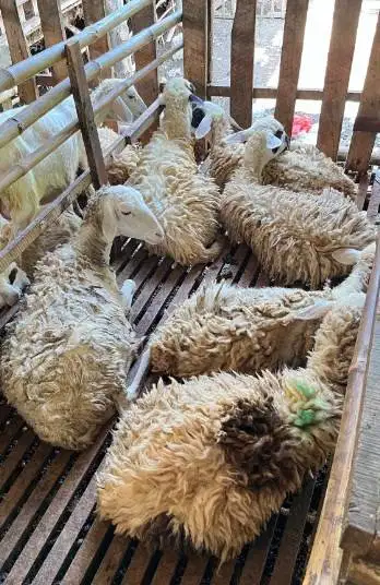 domba potong betinaan 25-30 kiloan siap akikahan nazar sedekahan hajat