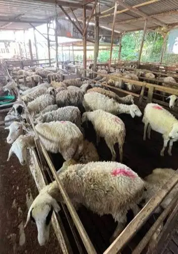 domba betinaan 25-30 kiloan siap potong nazar akikahan sedekahan hajat