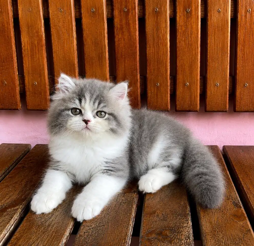 KITTEN PERSIAN LONGHAIR BULU KAPAS