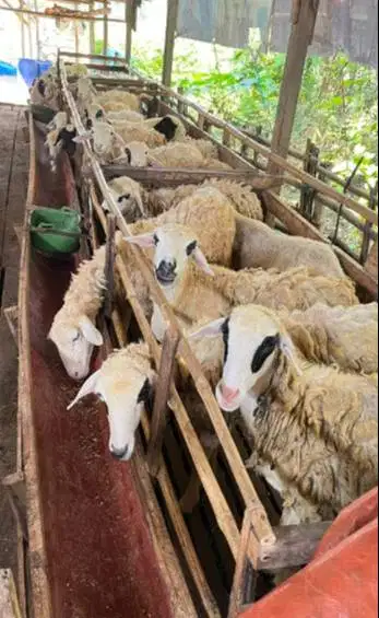 domba betinaan 25-30 kiloan siap potong nazar hajatan sedekahan manteb