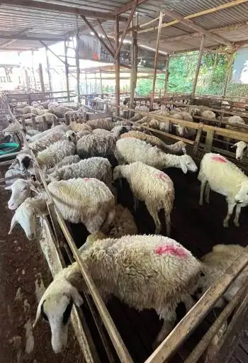 domba betinaan 25-30 kiloan siap potong nazar hajatan sedekahan manteb