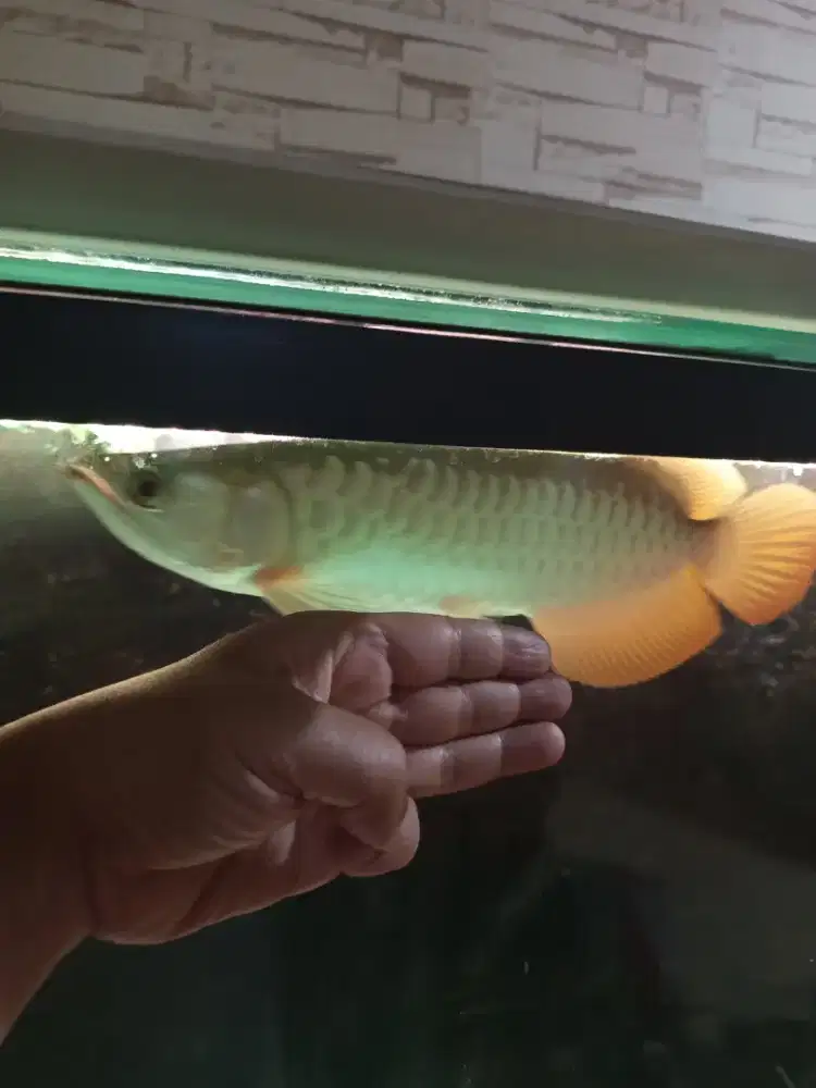 Arwana Golden Red