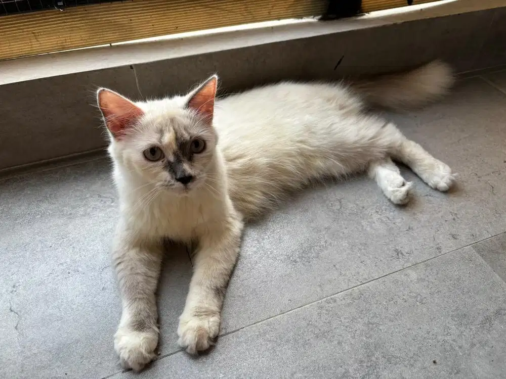 Anakan Kucing Lucu