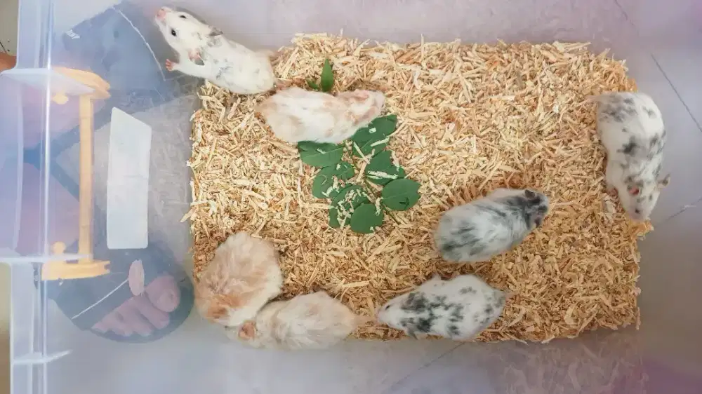 Hamster syrian fujiama. fujiama cinamon