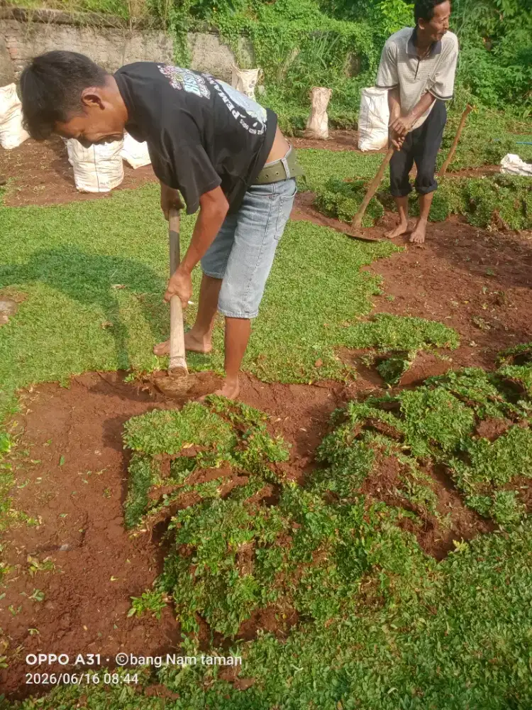 Rumput gajah mini