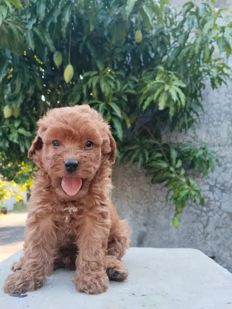 Pure Toy poodle jantan adop 27 mei