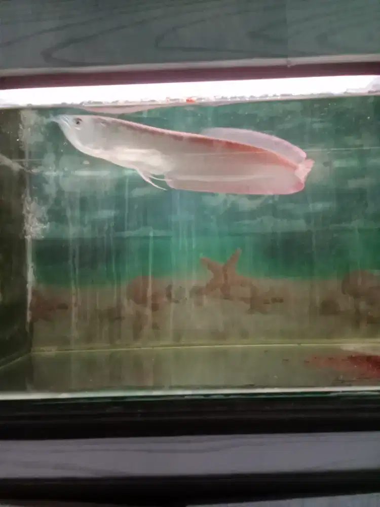 Ikan Arwana Silver  Brajil