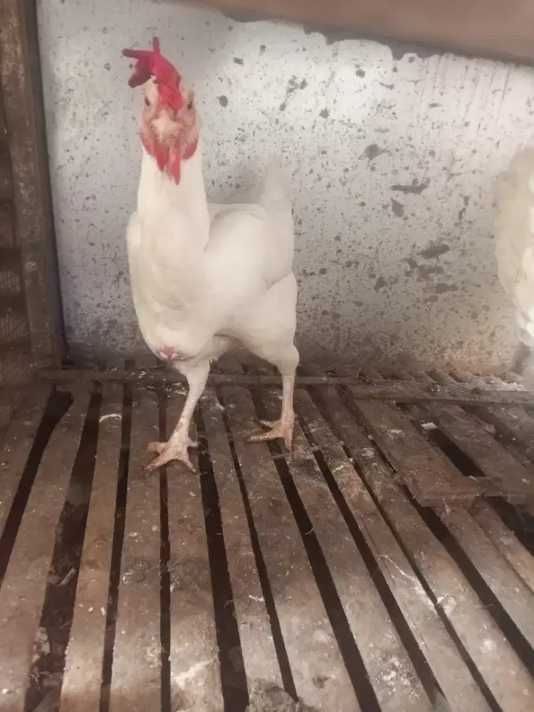 Ayam pelung putih polos