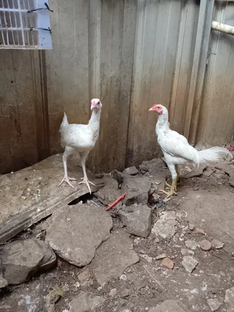 Ayam kampung warna putih polos