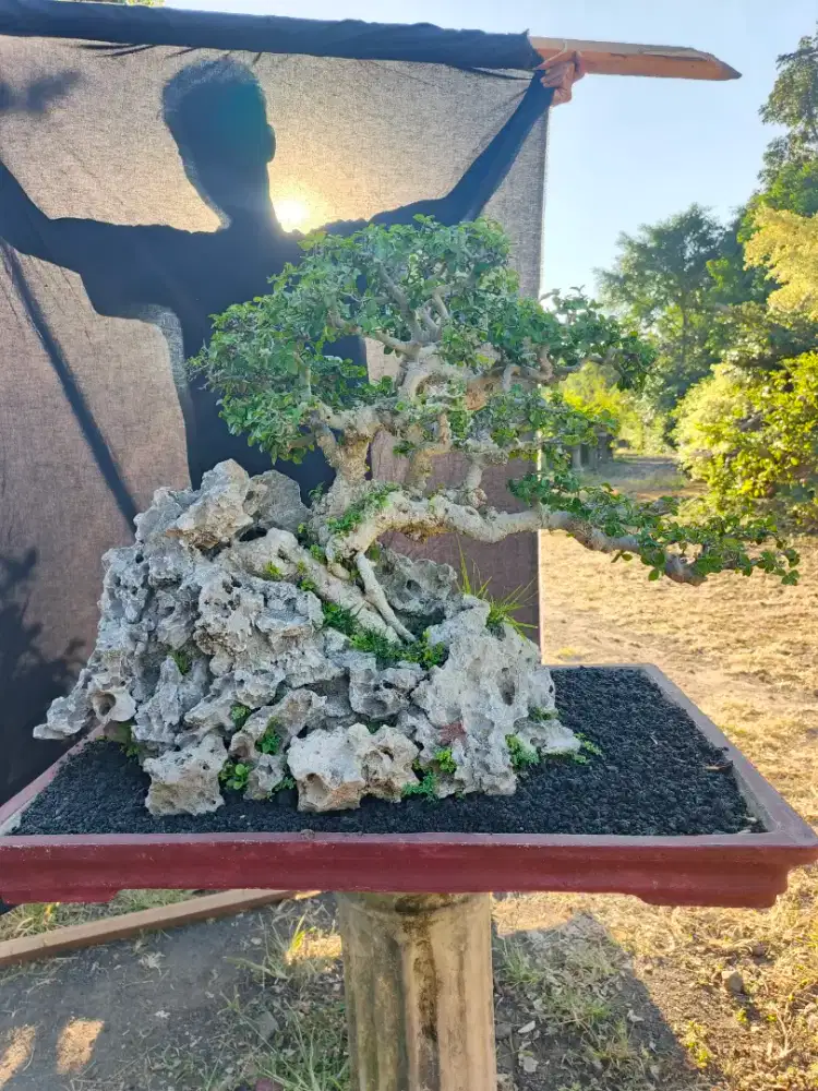 Bonsai serut model otr