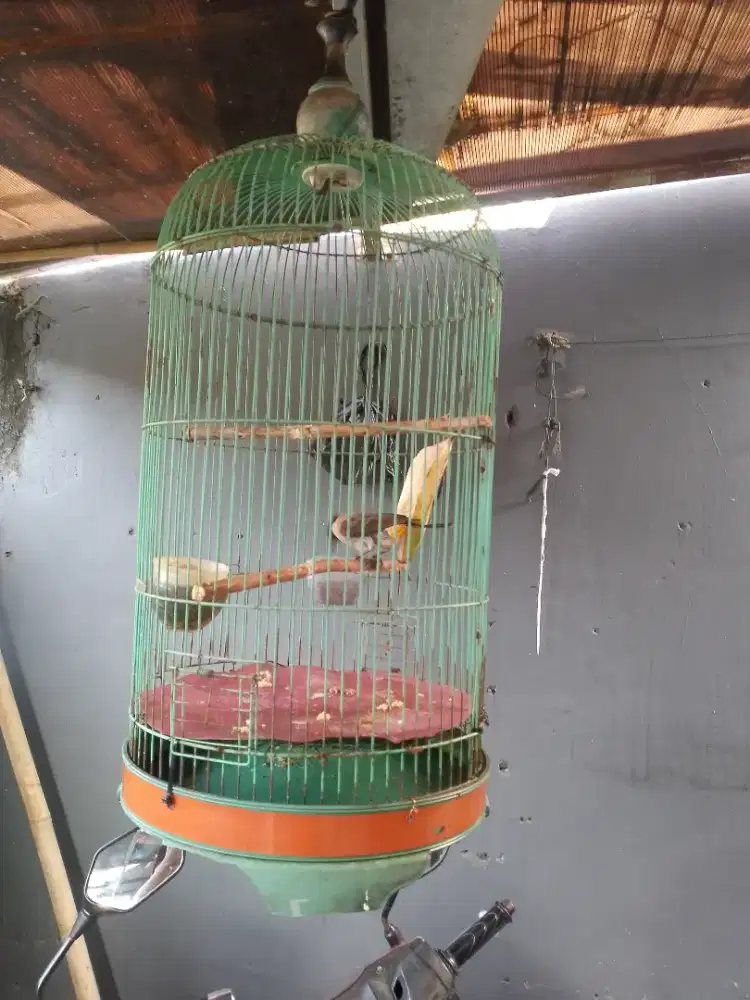 Dijual burung kutilang fullset gacor TT ok
