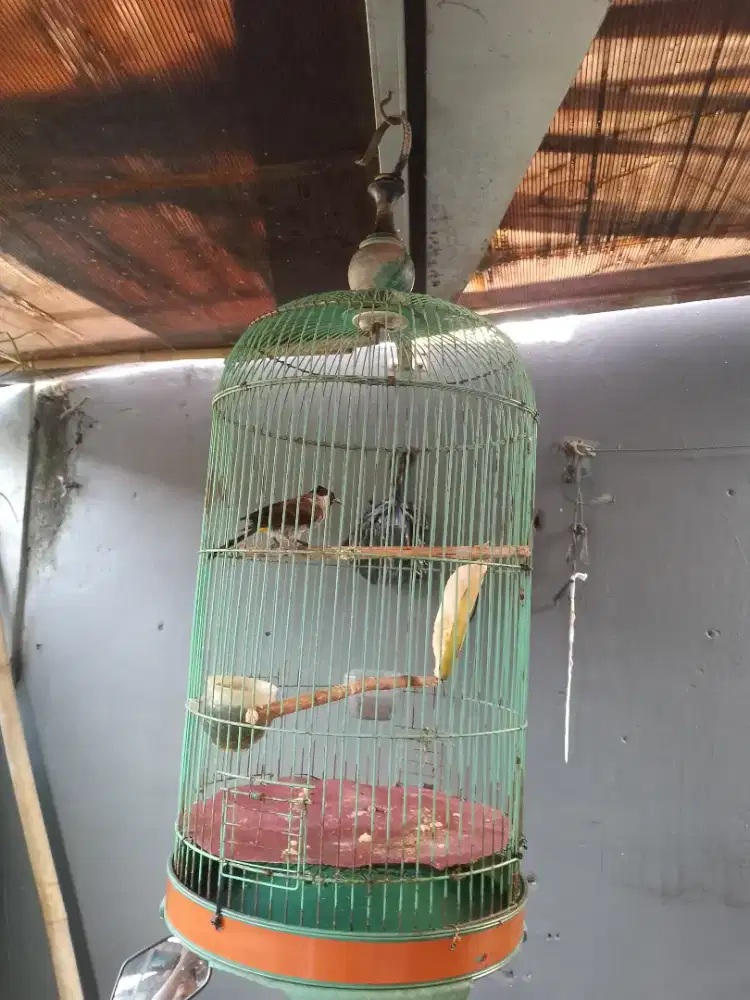 Burung kutilang fullset  gacor TT ok