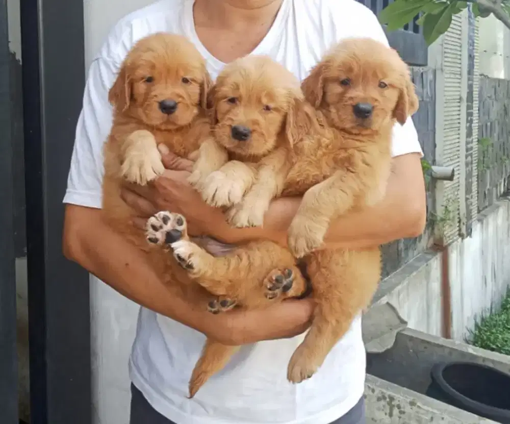 Jual anakan golden