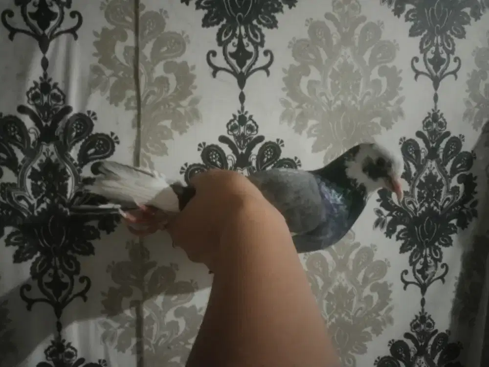 Burung dara cewe cantikkk pacek mau fakum