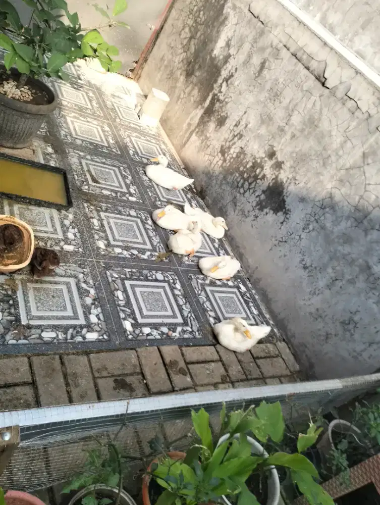 jual bebek 6 ekor