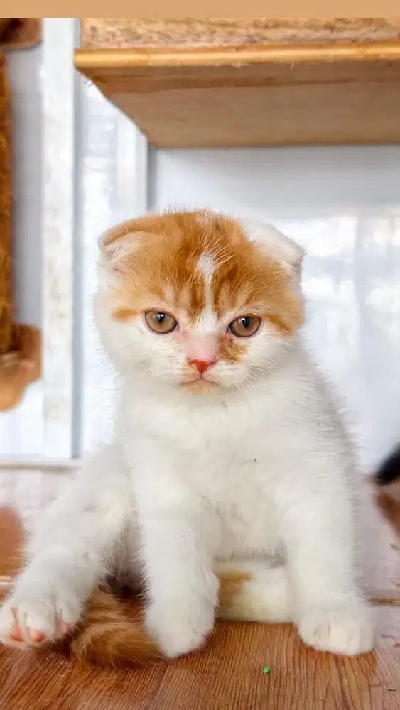 Scottish fold shorthair putih oren golden cooper eyes