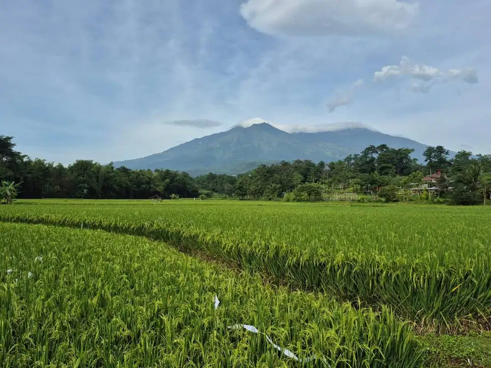 TANAH DIJUAL CEPAT