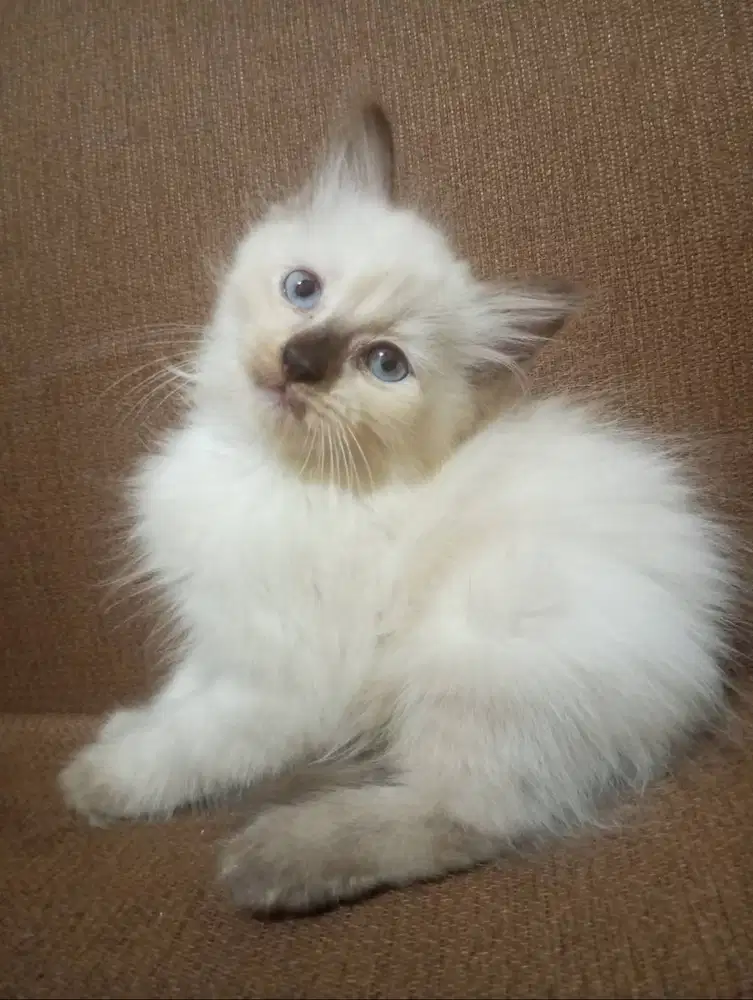 Jual kitten Persia