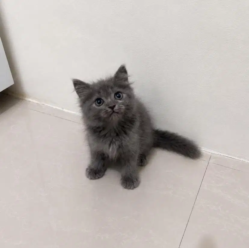 bsh x himalaya kitten ras, berina abu