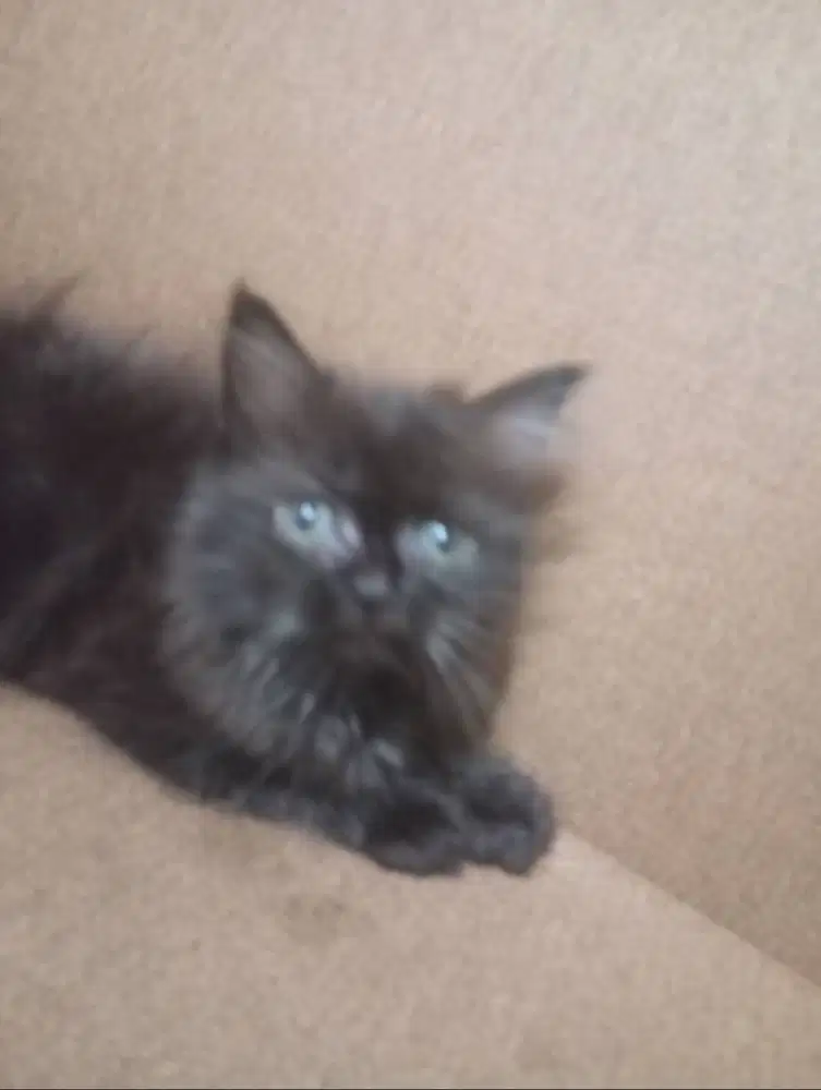 Jual kitten persia