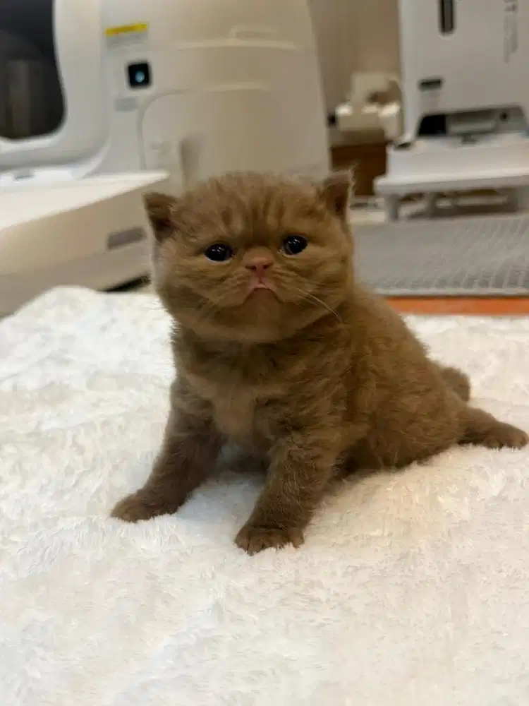 Munchkin cinamon bsh