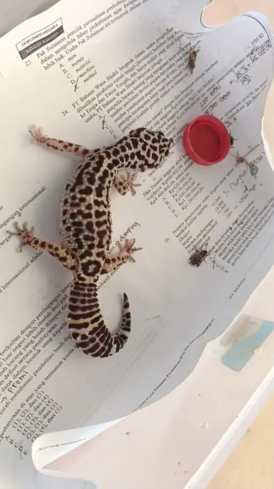 Gecko MSBN Betina