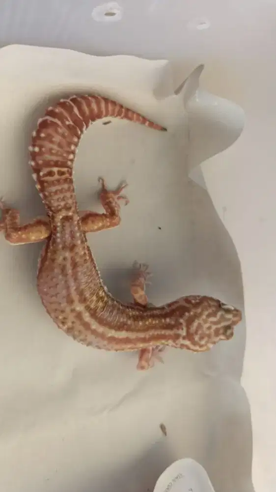Gecko Snow Choco Betina