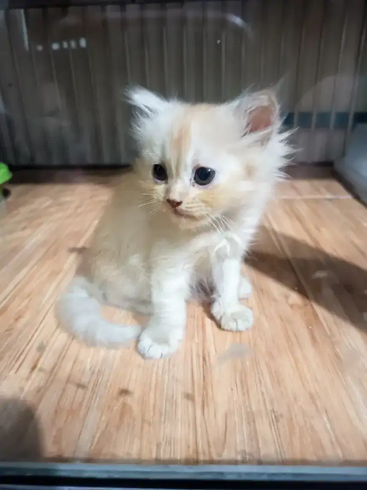 Open adopt kitten