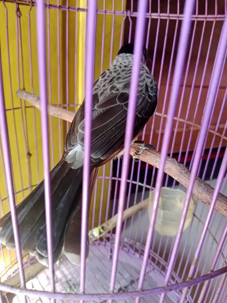 Burung kutilang gacor