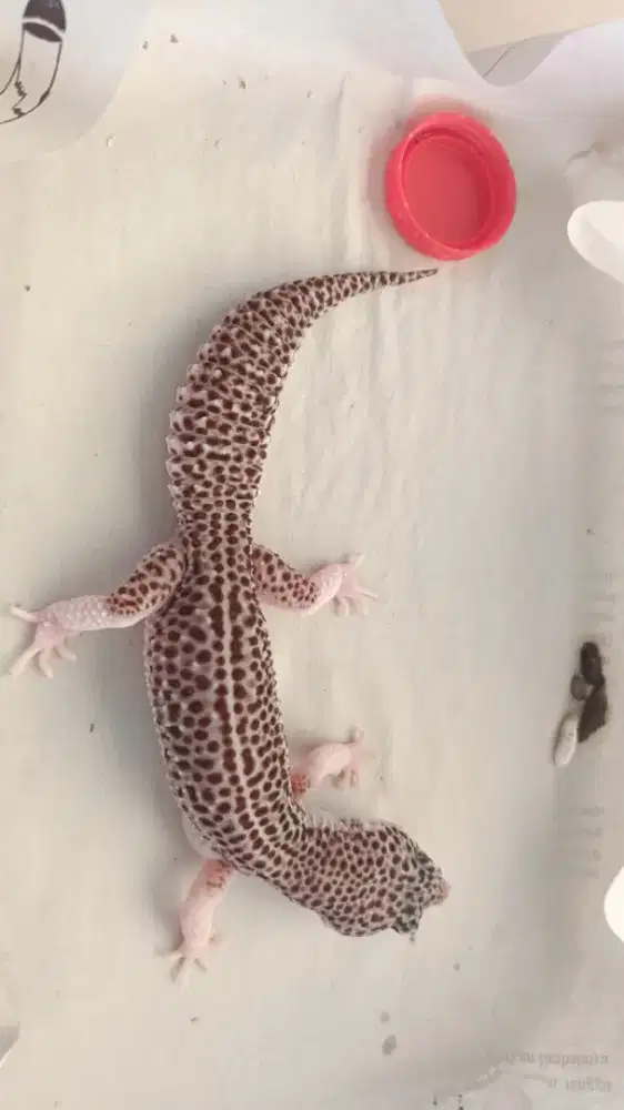 Gecko SSE PH T Betina