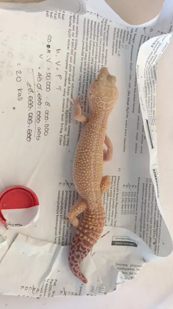 Gecko Tramper Lavender Betina