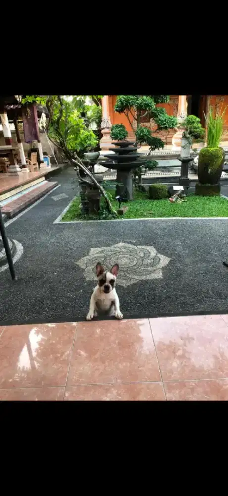 French bulldog/ frenchie BETINA STB